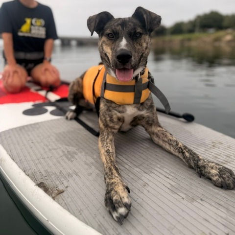 LAZ - Mixed Breed (Medium) available for adoption