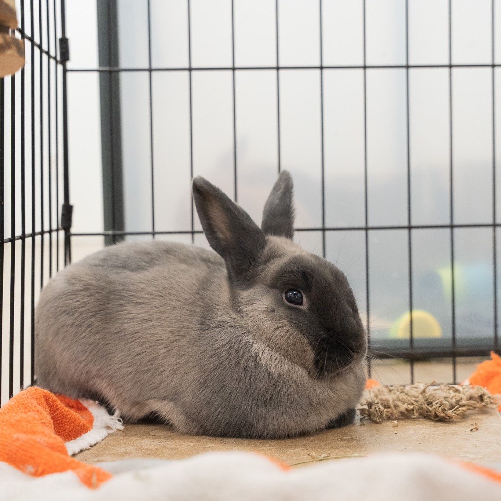 Georgia Rabbits Gulliver is available for adoption at Georgia House Rabbit Society