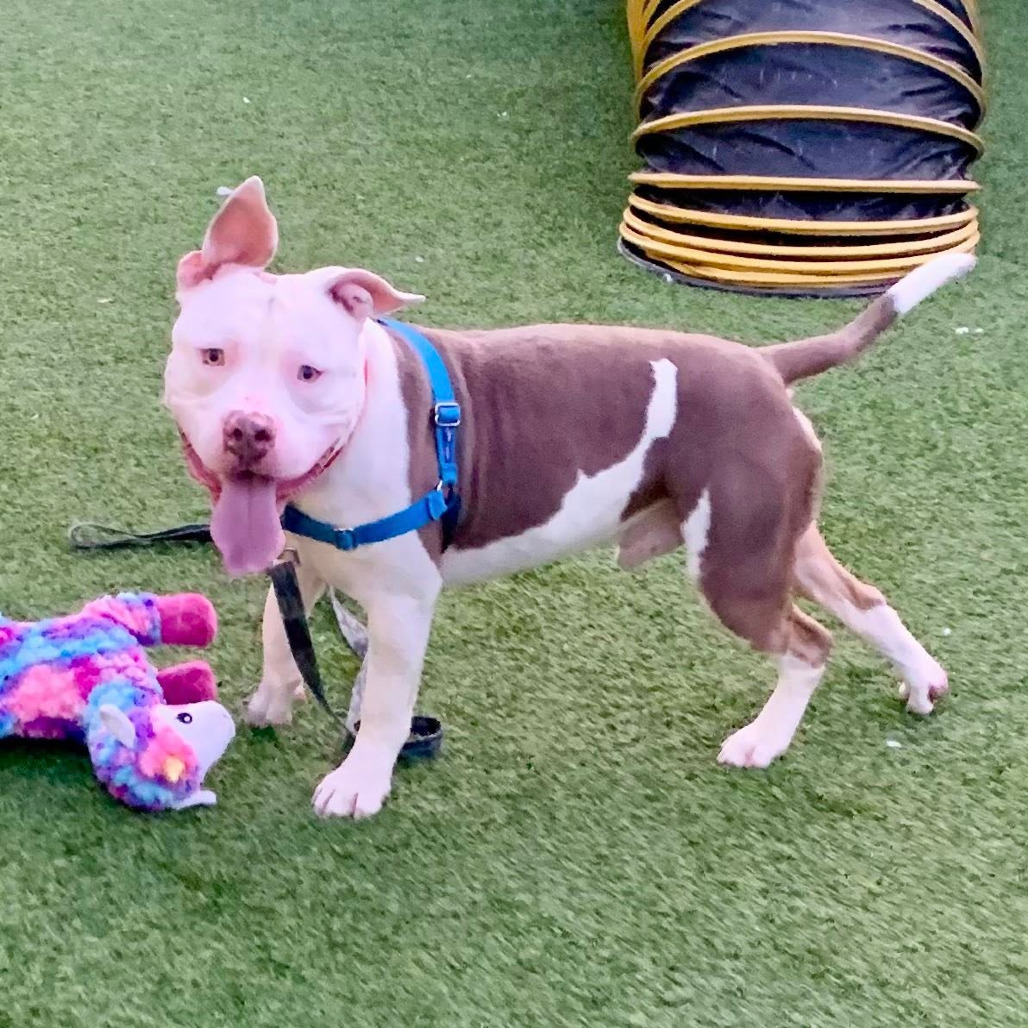 Photo of Woofus Wainwright 12