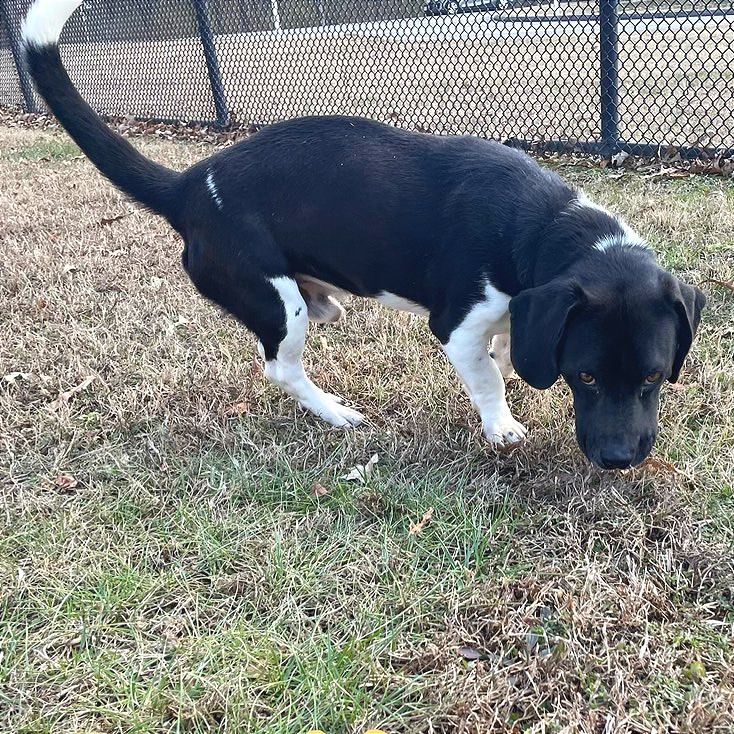 Marvin — thumbnail 4