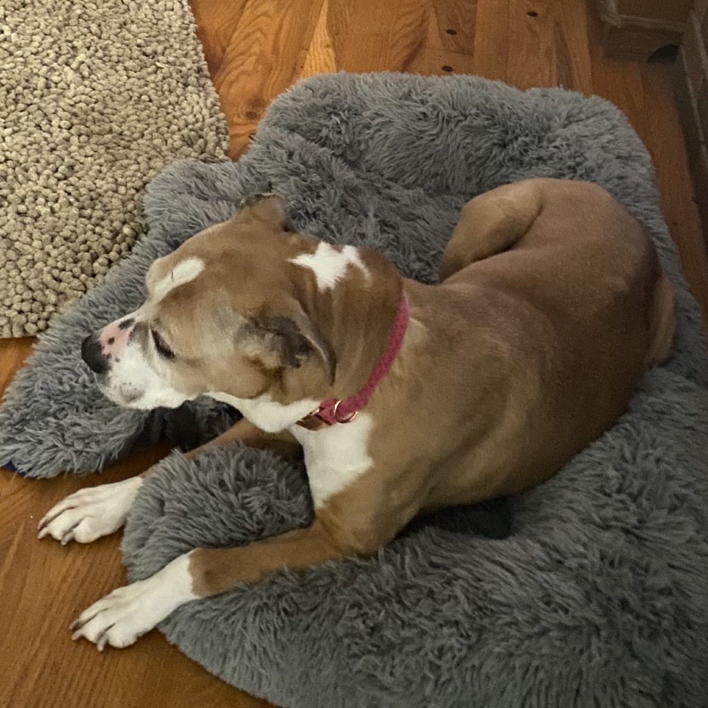 Cinnamon, photo 7 of 8