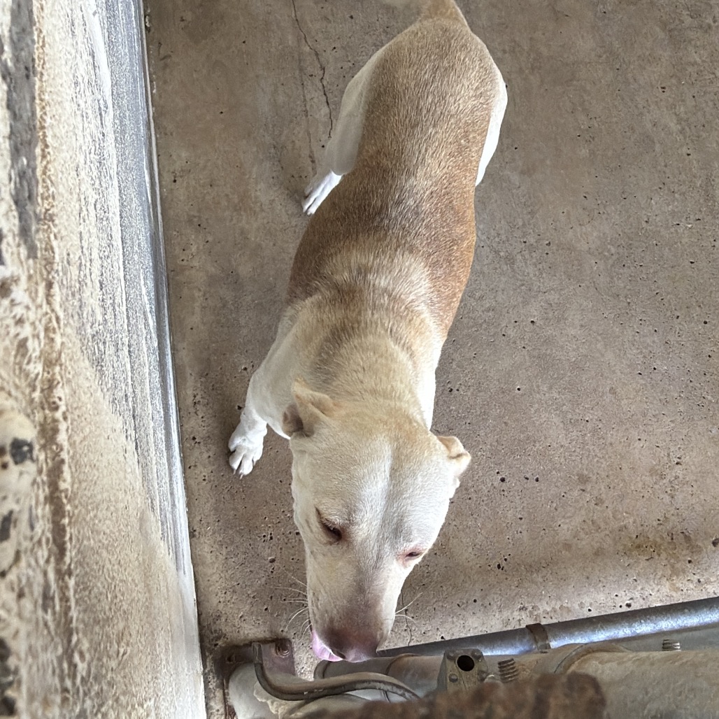 MISTY - Shepherd / Mixed Breed (Medium) available for adoption