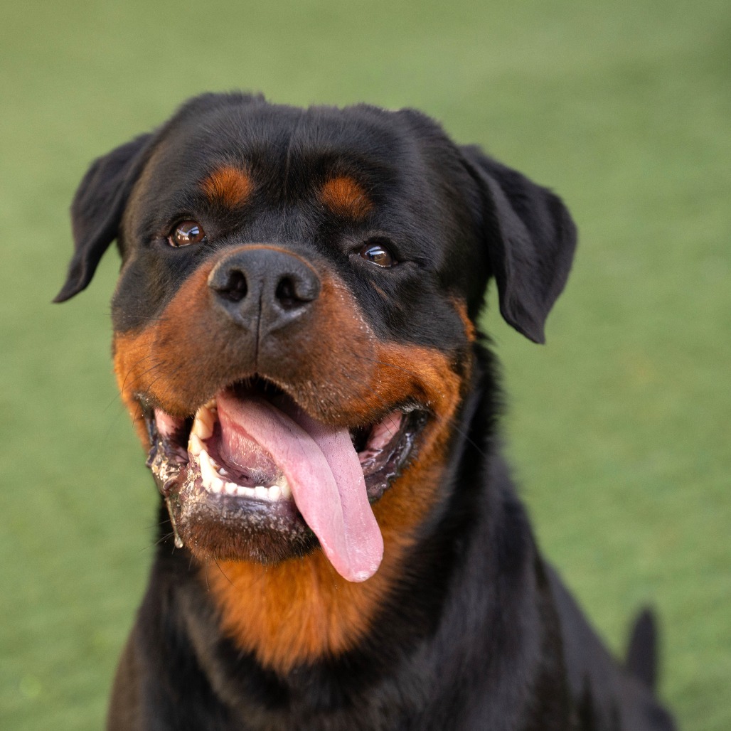 Rottweiler
