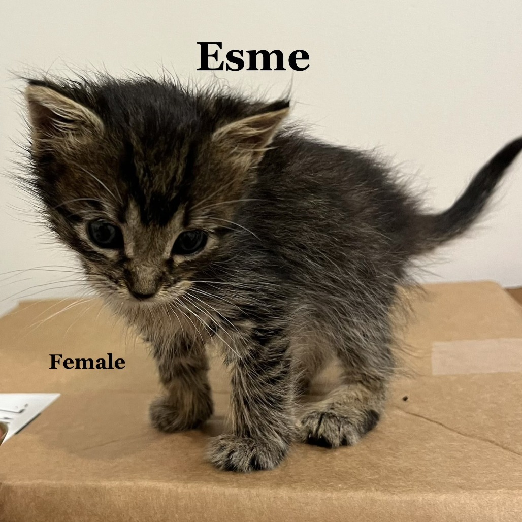 Esme C12415