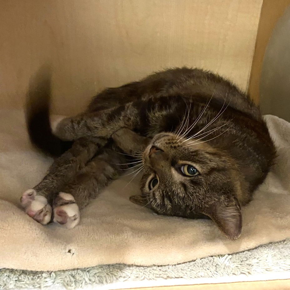 PRECIOUS ERNIE - Domestic Shorthair available for adoption