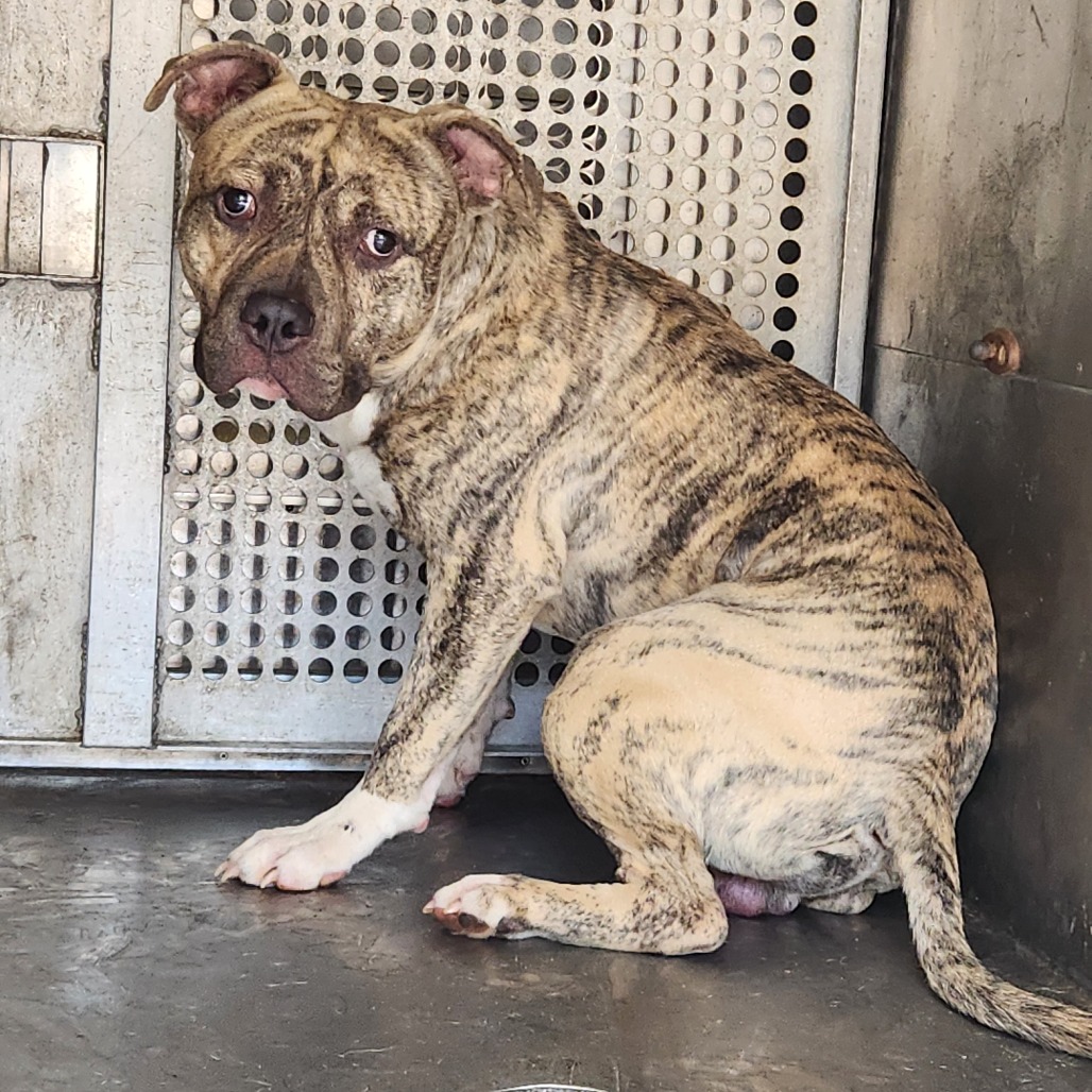 Pit Bull