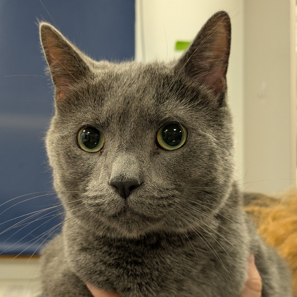 Niko