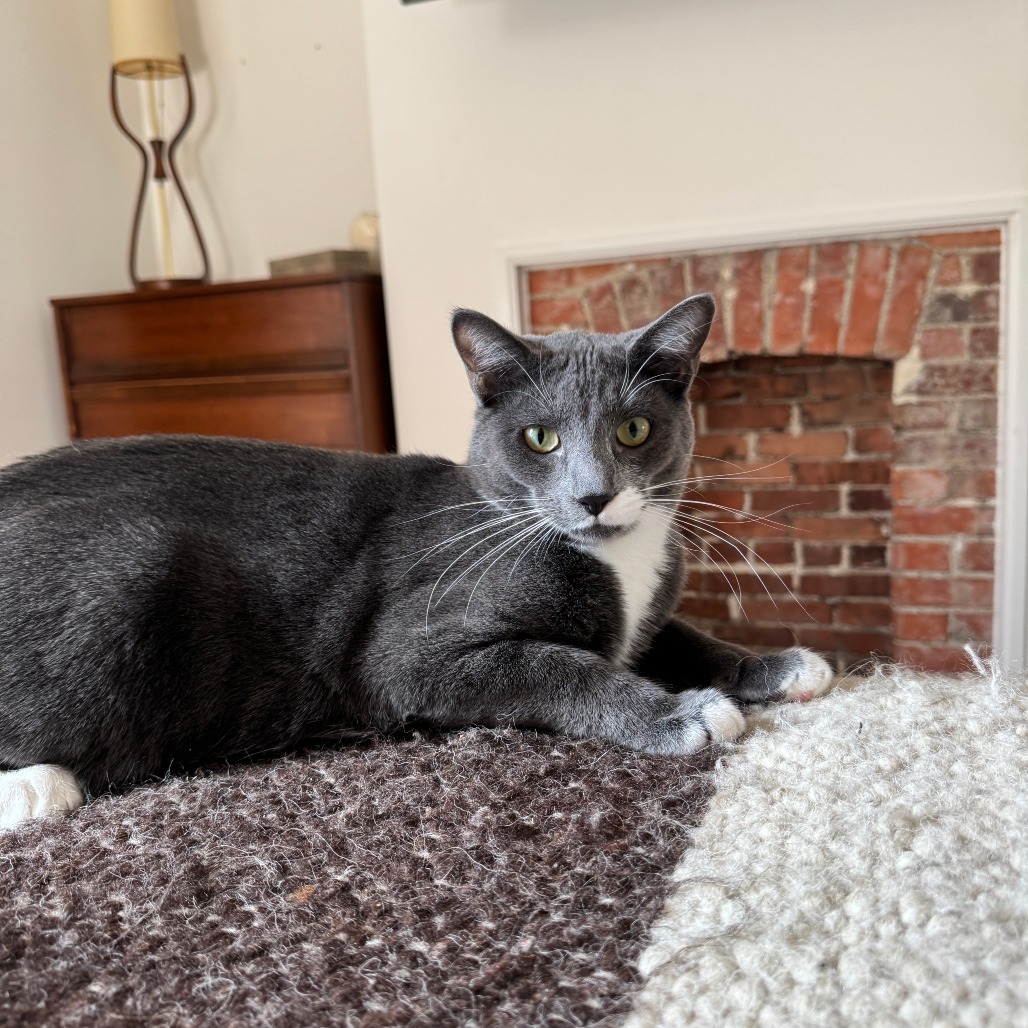 Arthur is available for adoption at Trash Cat Rescue