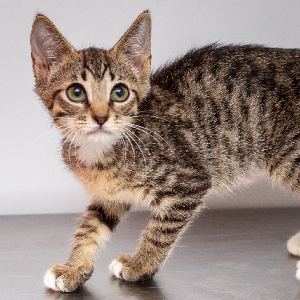 BOBBI - Domestic Shorthair / Mix available for adoption