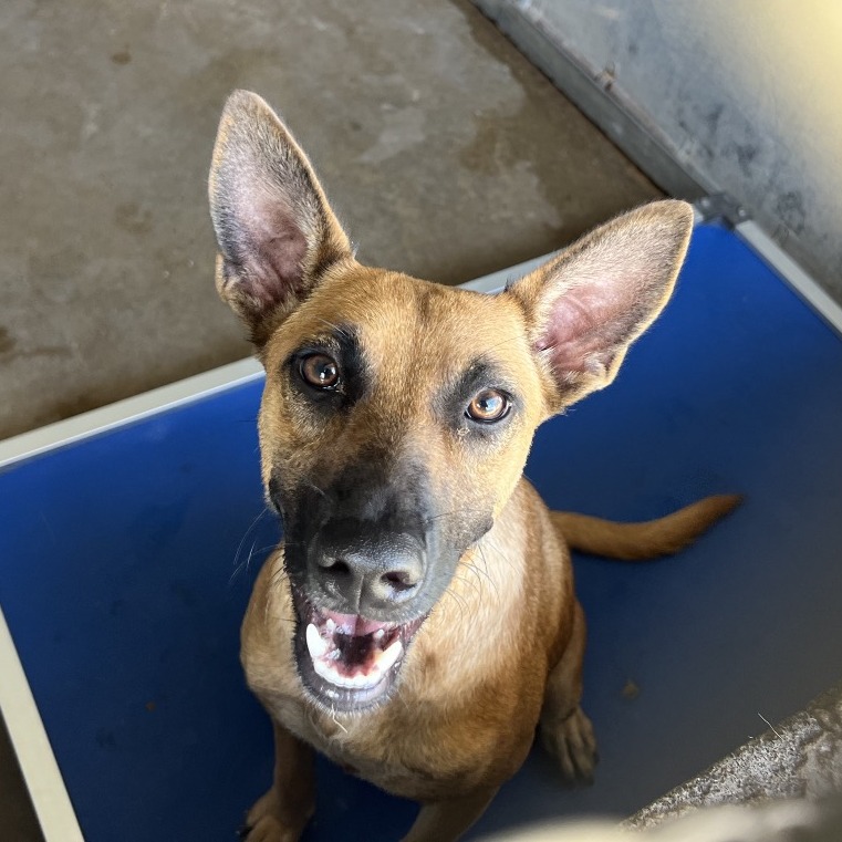 CLEO - Shepherd / Mixed Breed (Medium) for adoption in Edinburg