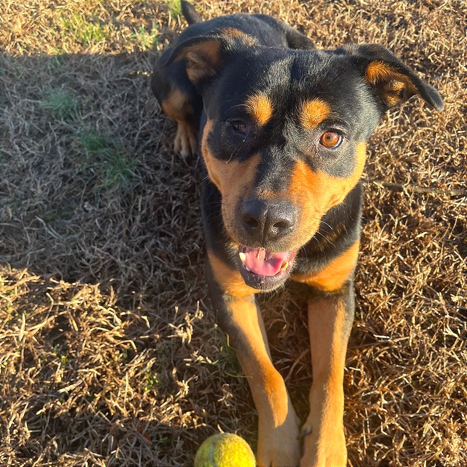 Popeye — thumbnail 11