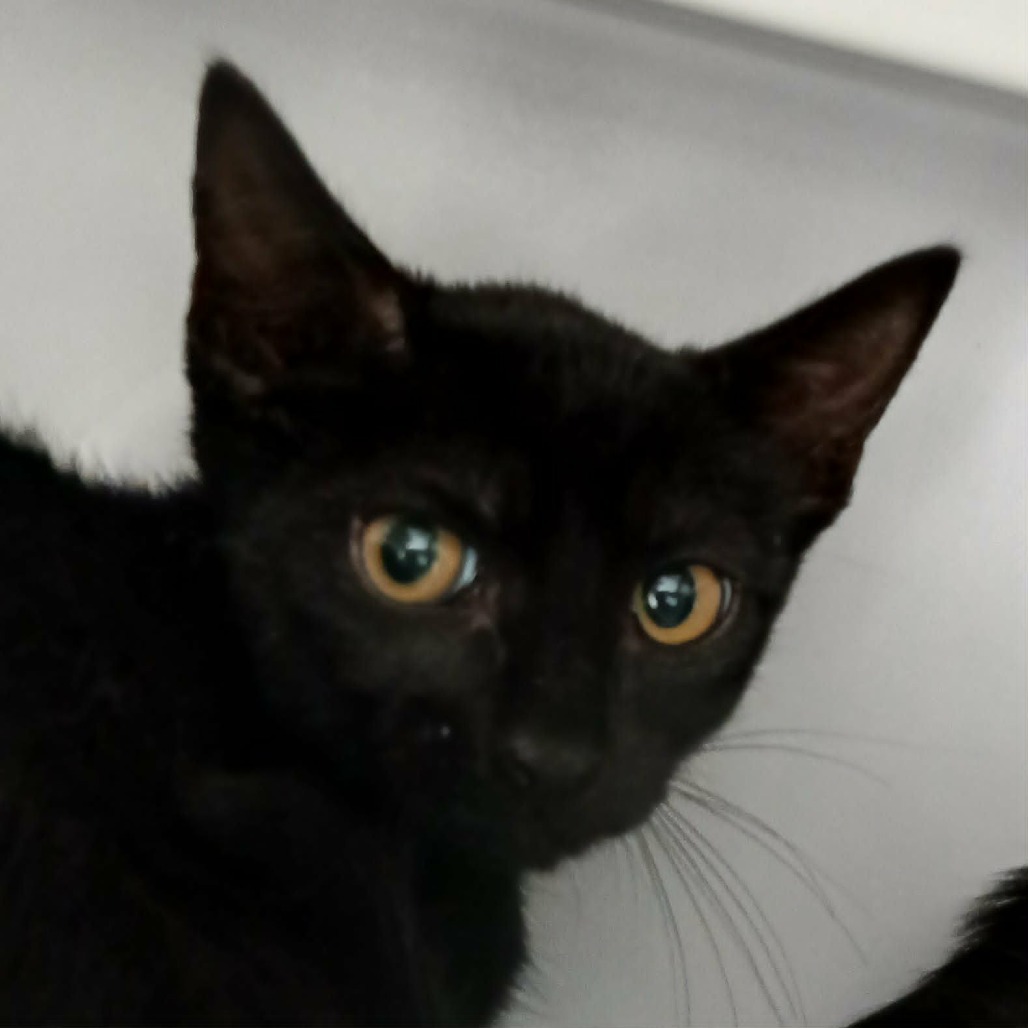 ROOK - Domestic Shorthair for adoption in Las Cruces