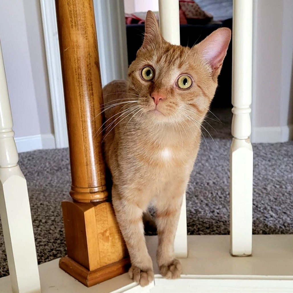 Jasper
