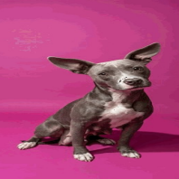 Lola