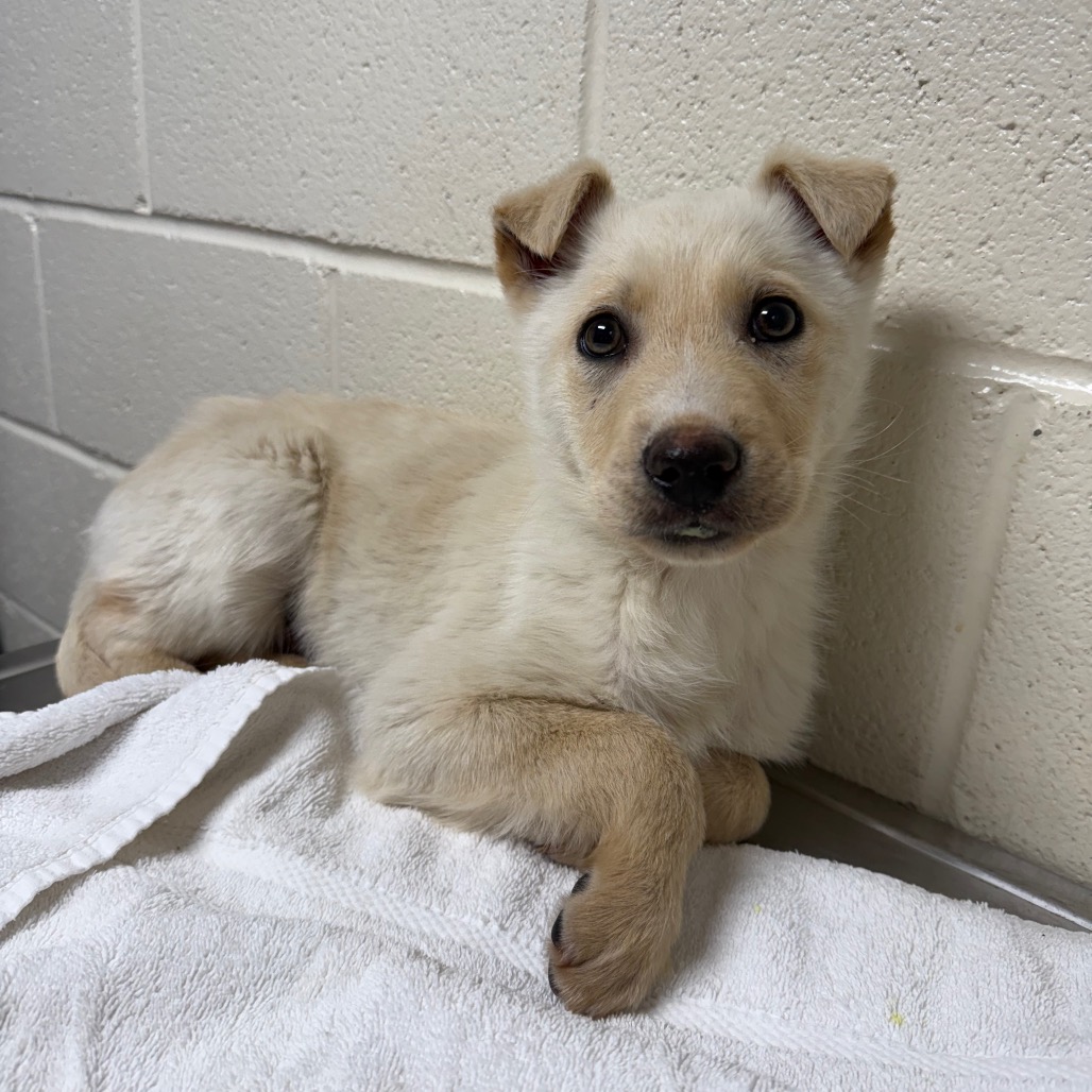 Jelly Jam — thumbnail 2