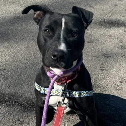 Tyson — thumbnail 9