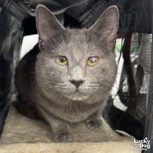 PESTO - Domestic Shorthair available for adoption