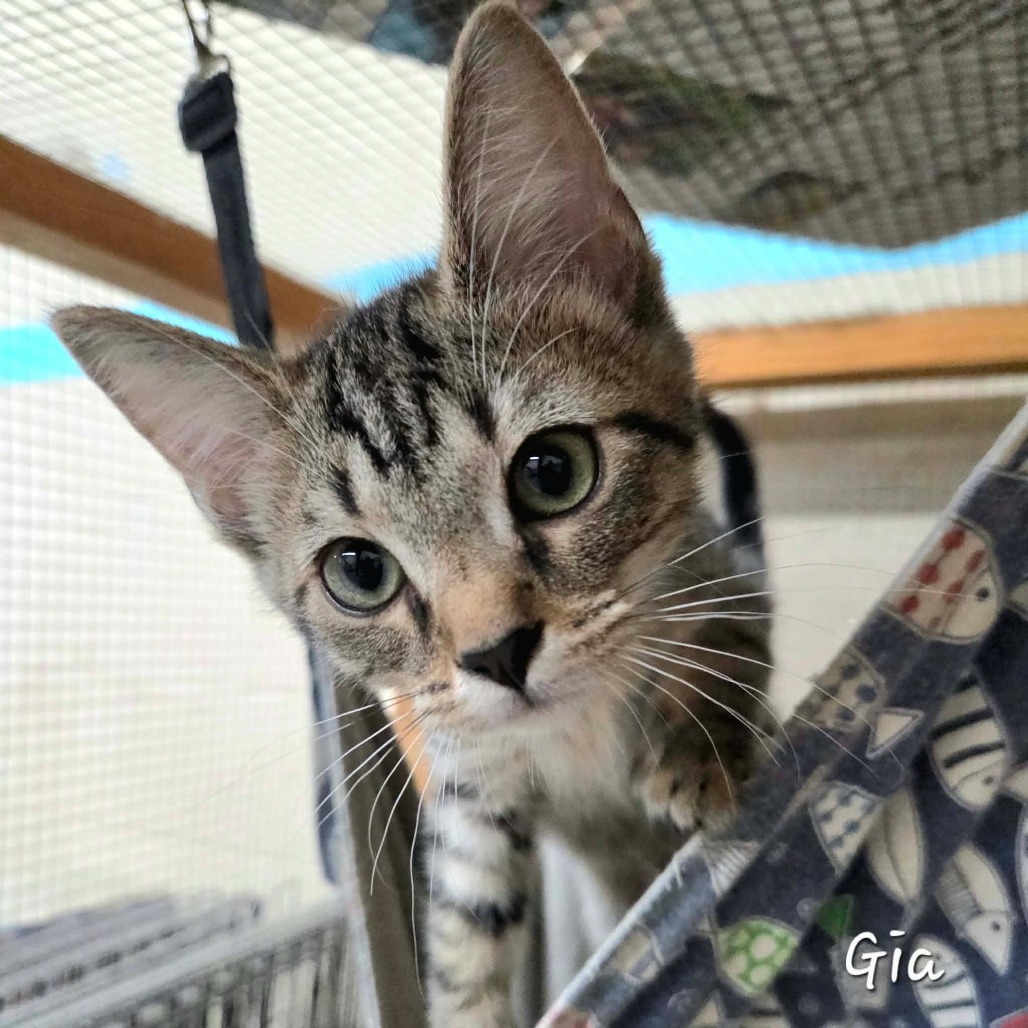 GIA - Domestic Shorthair available for adoption