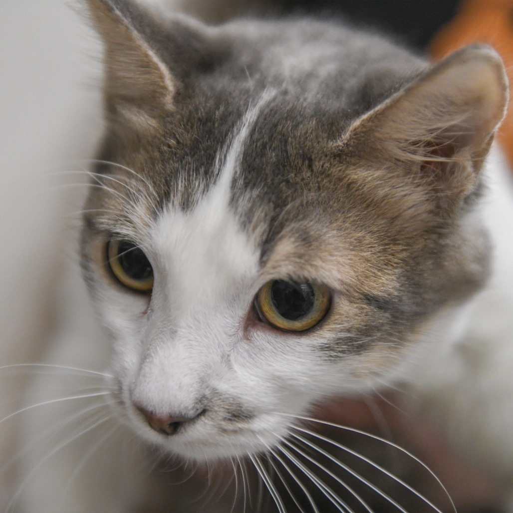 Nani - Domestic Shorthair