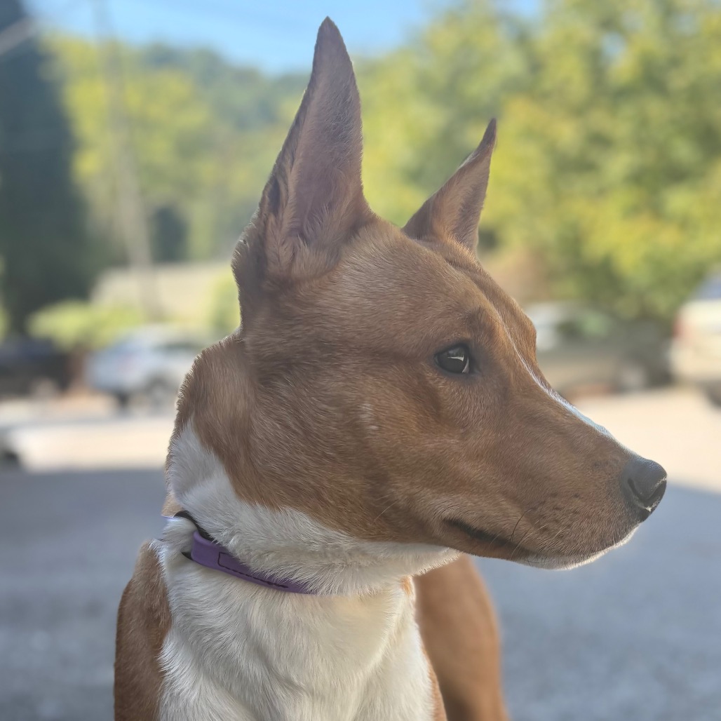 Lucky — thumbnail 4