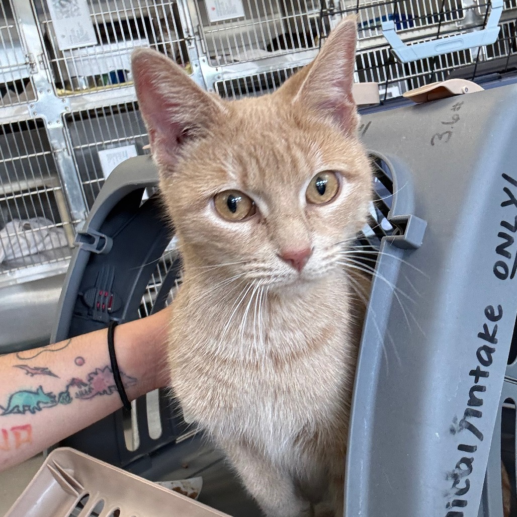 Hot Tamale — thumbnail 2