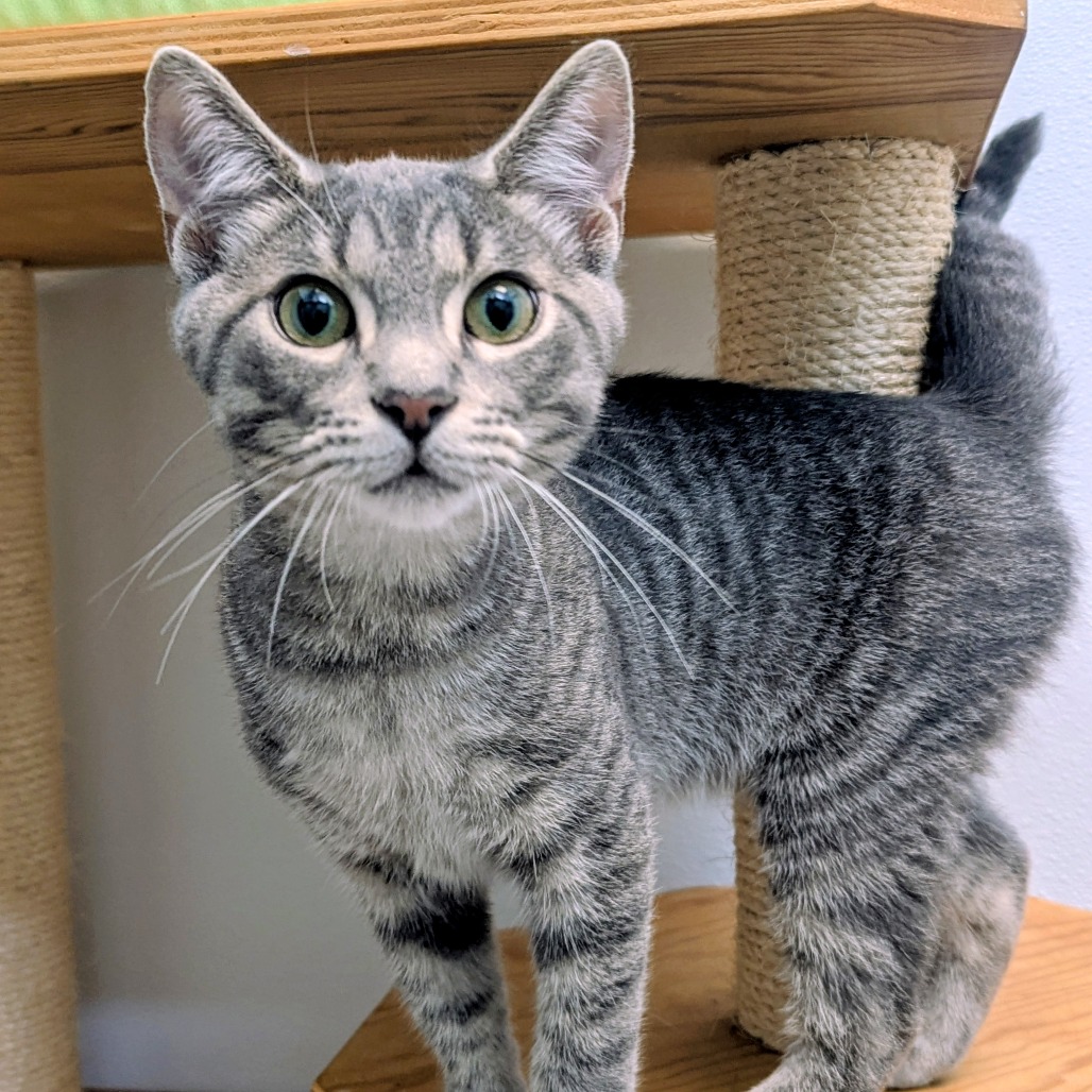 BLAKE GALLO - Domestic Shorthair available for adoption