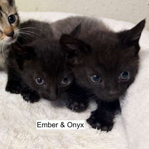 ONYX - Domestic Shorthair available for adoption