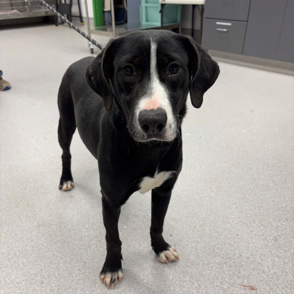 HASSIE - Retriever, Labrador / Mix available for adoption