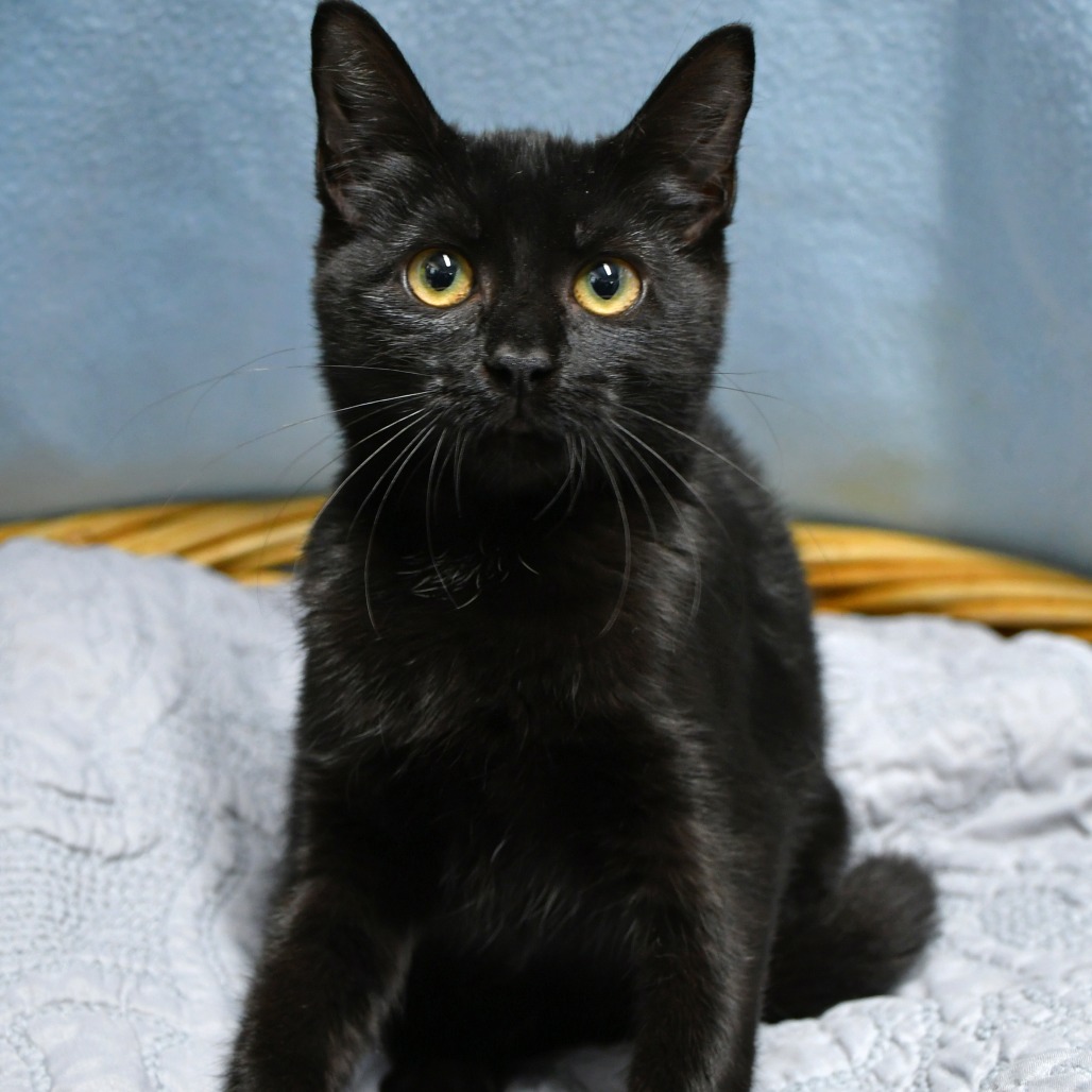 BALERION THE BLACK DREAD - Domestic Shorthair available for adoption