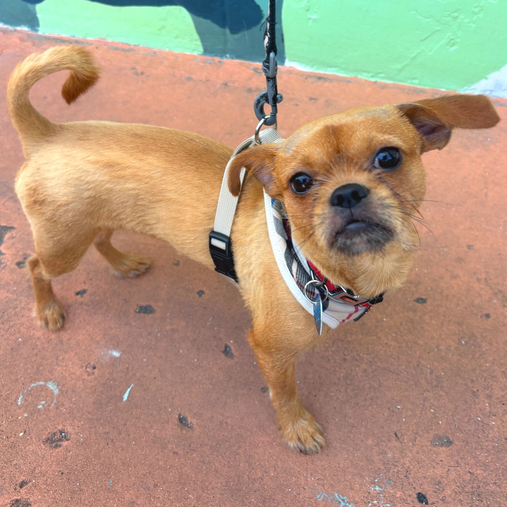 FRANKIE - Griffon, Brussels / Terrier available for adoption