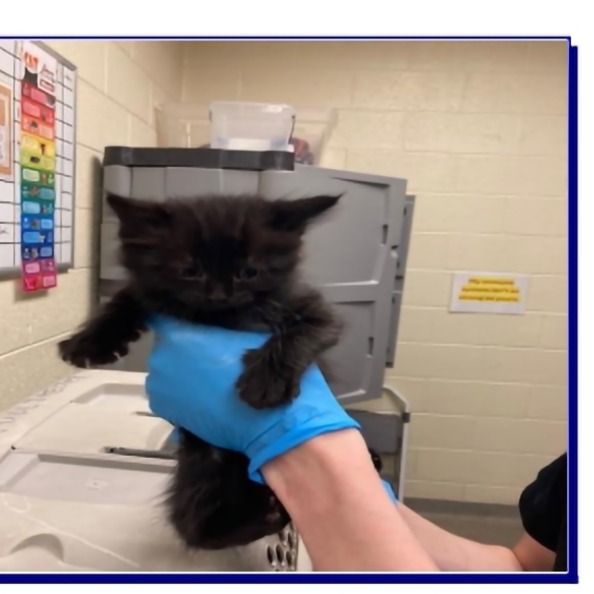 OPHELIA - Domestic Medium Hair available for adoption