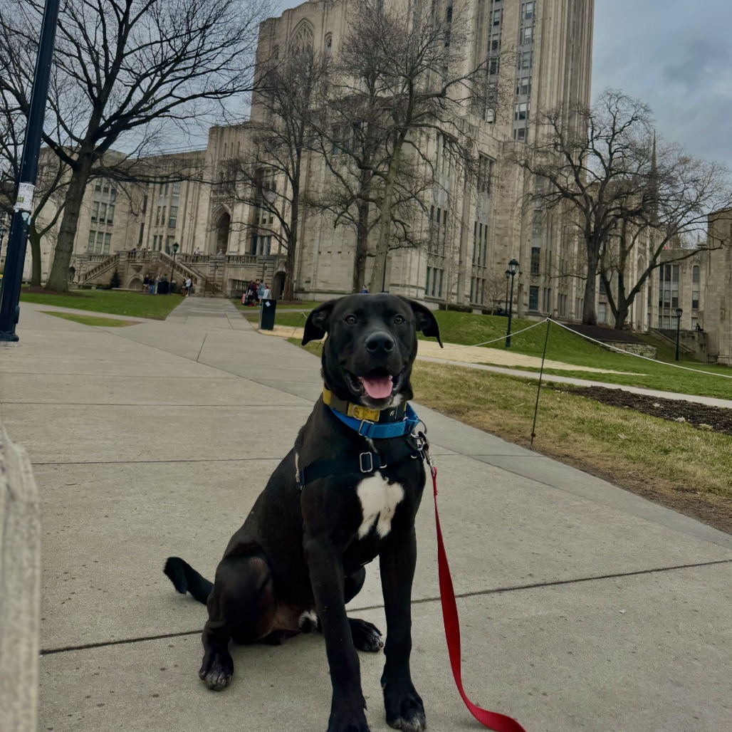 Photo of Brownie Sundae 5