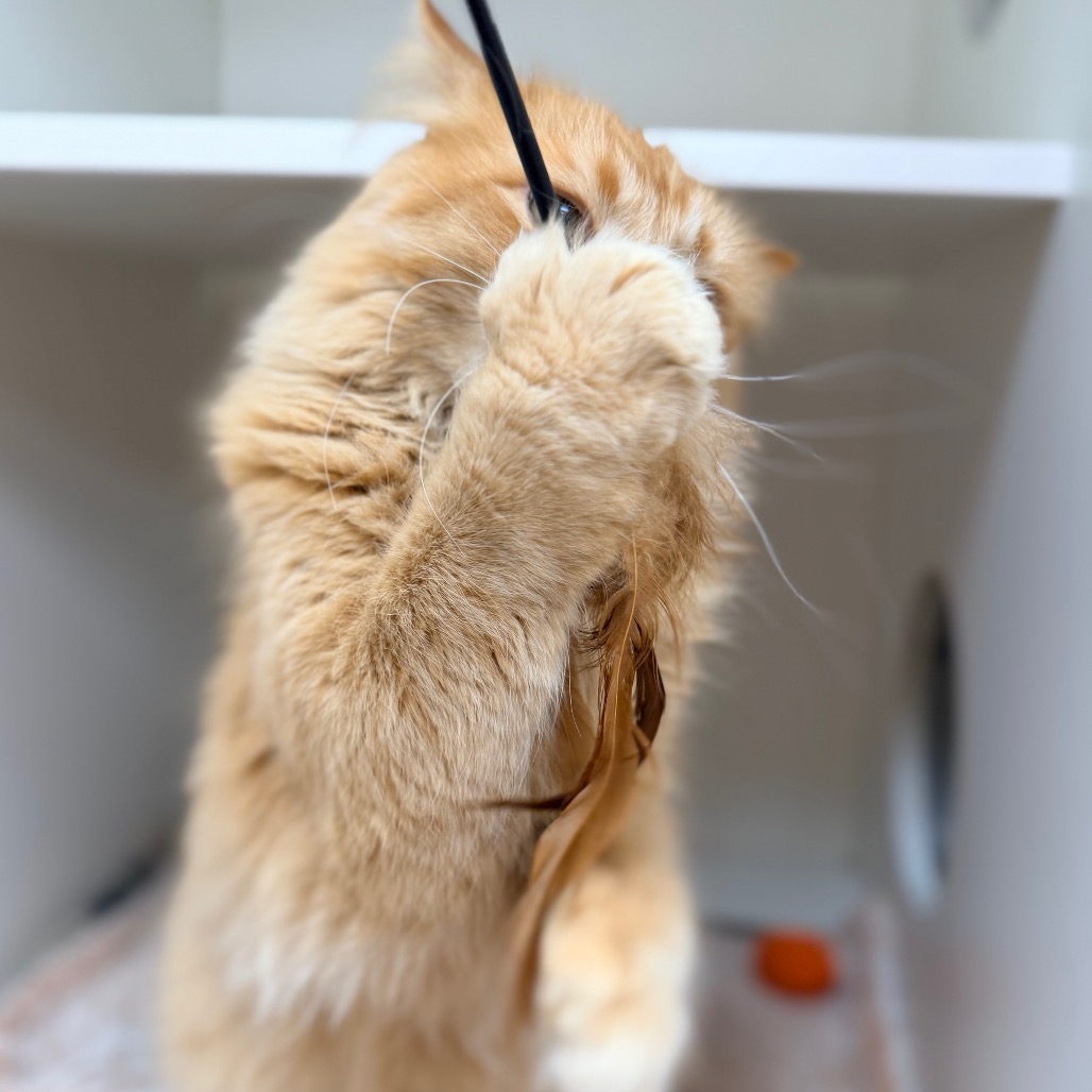 Tutu — thumbnail 5