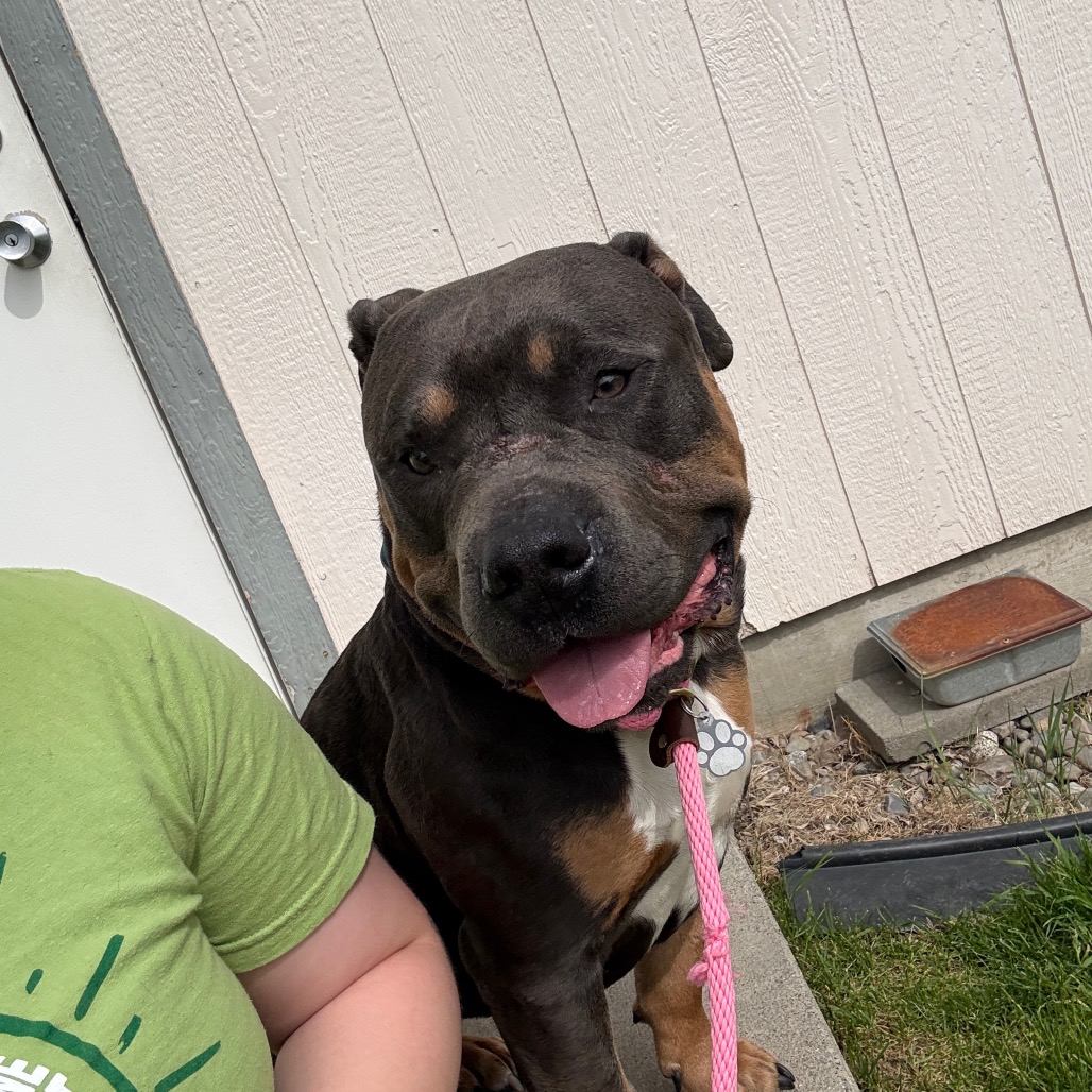 Taz