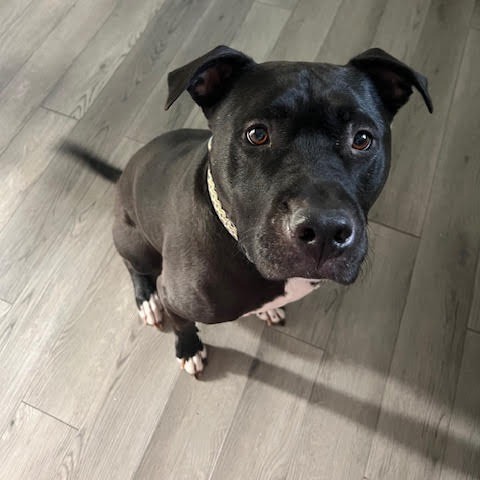 Marshall — thumbnail 2