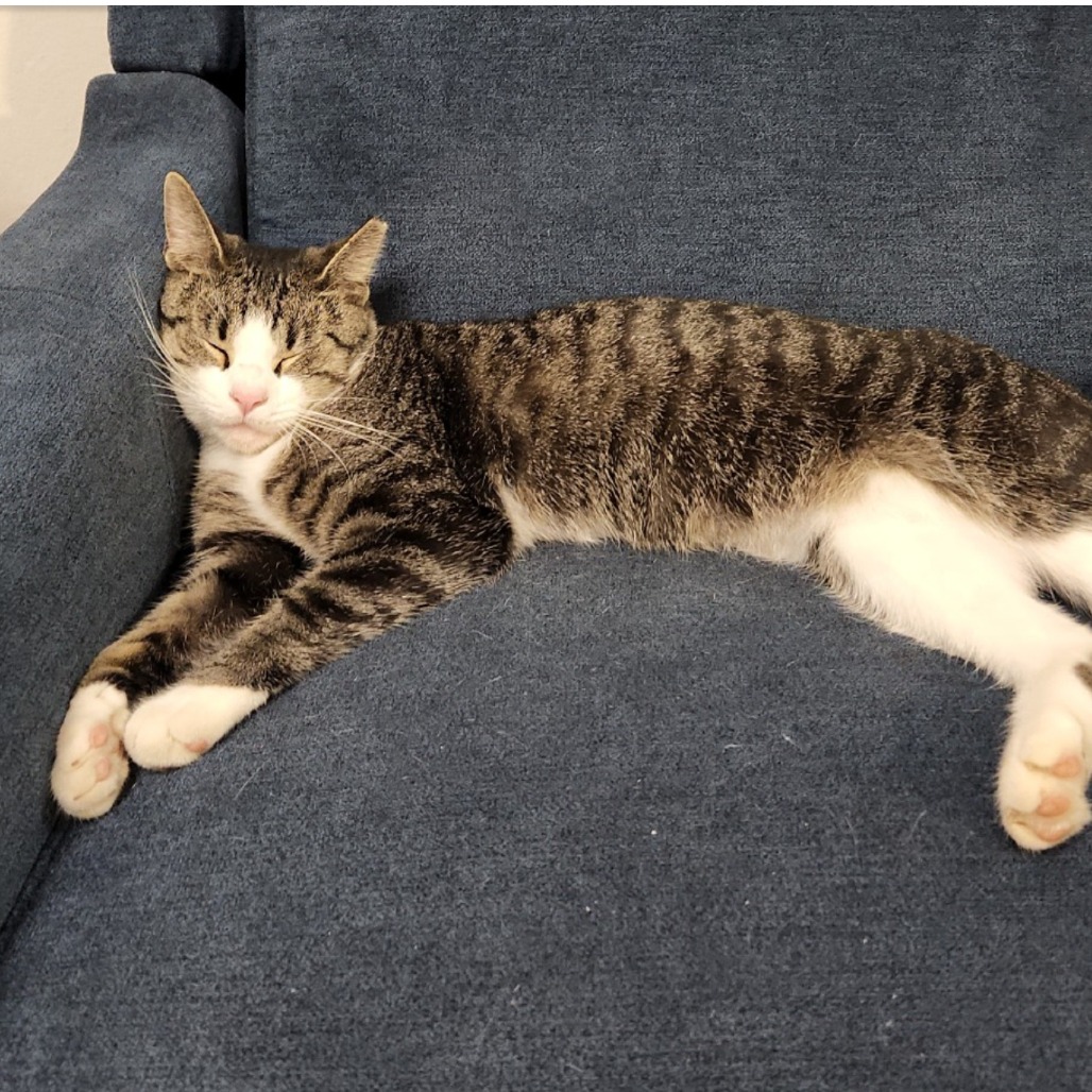 TIGER - Domestic Shorthair available for adoption