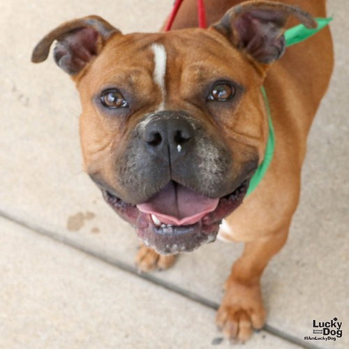 BUTTERSCOTCH - Boxer / Bulldog available for adoption