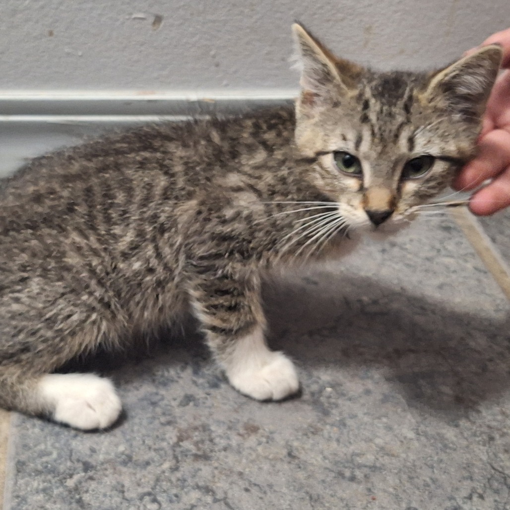 CAPTAIN - Domestic Shorthair available for adoption