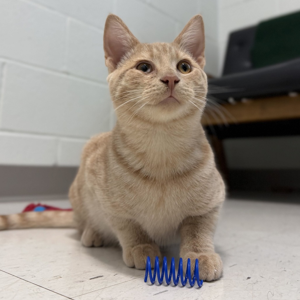 ARCHIE - Domestic Shorthair available for adoption