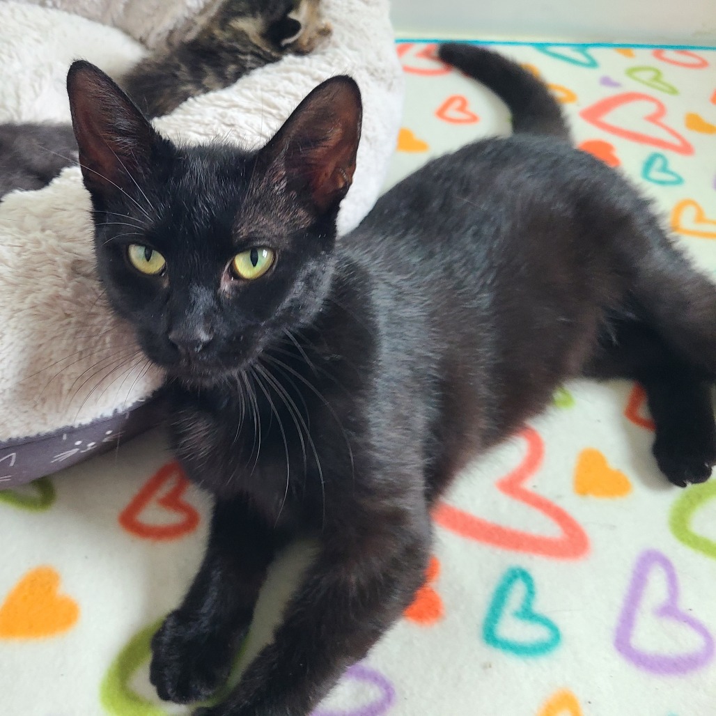KOMALA - Domestic Shorthair for adoption in Joliet
