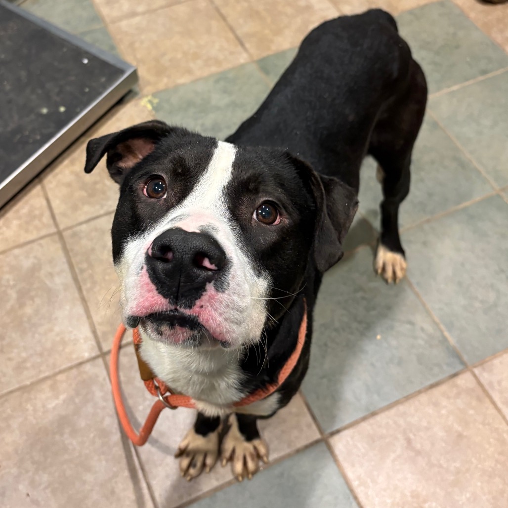 Mudpie — thumbnail 8