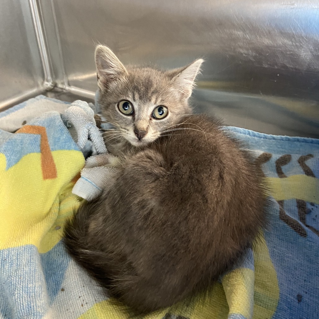 WILD - Domestic Shorthair available for adoption