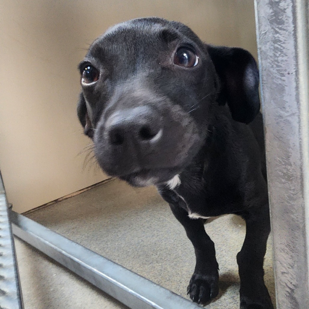 Kennel#30 Junior's preview photo