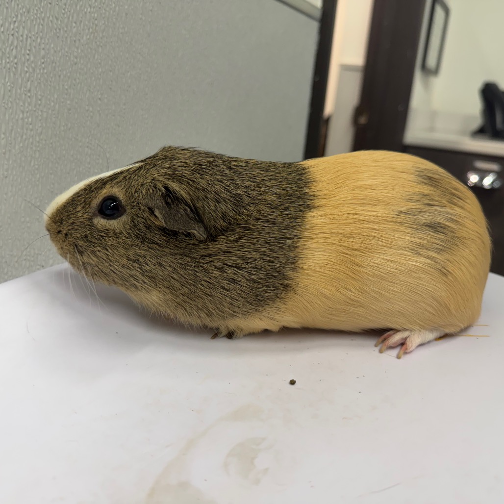 Robbie