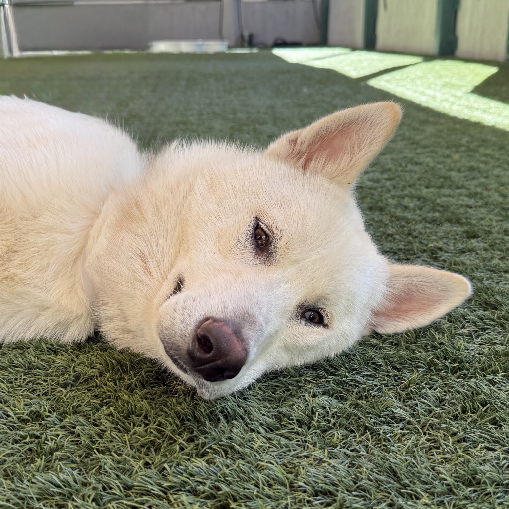 Siberian Husky