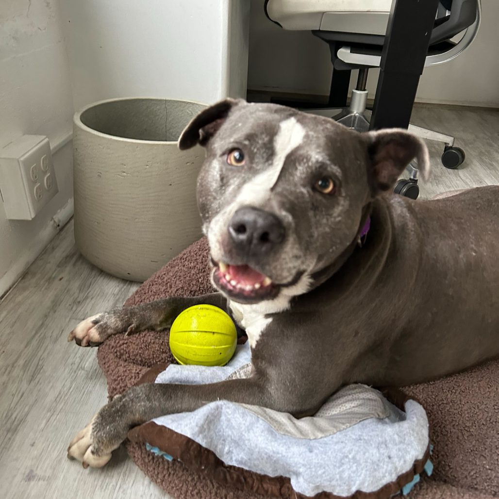 Greedo — thumbnail 2