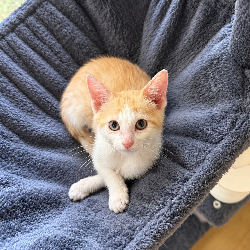 CATRICK SWAZYE (ADOPTION PENDING) - Domestic Shorthair available for adoption