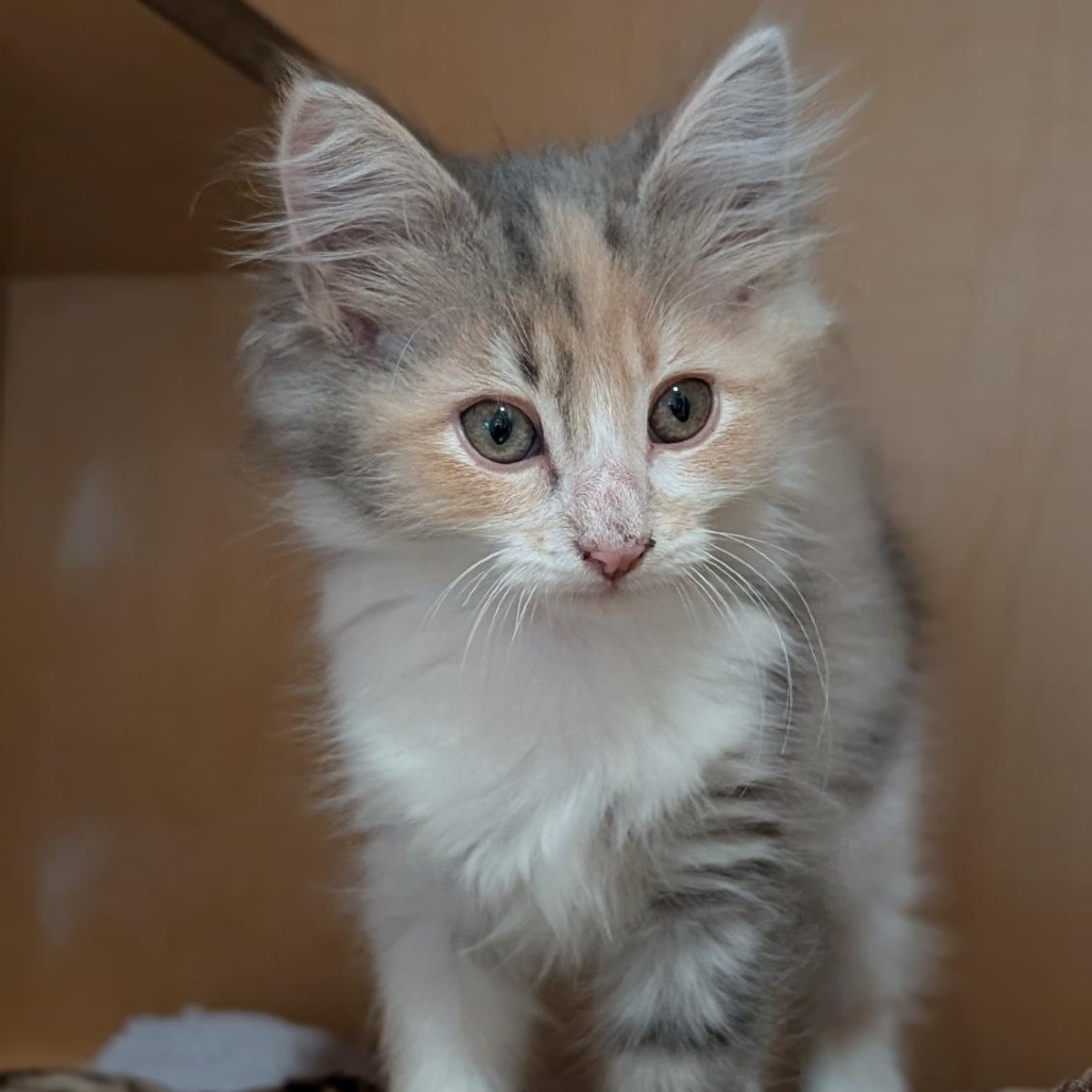 AREA RUG - Domestic Longhair available for adoption
