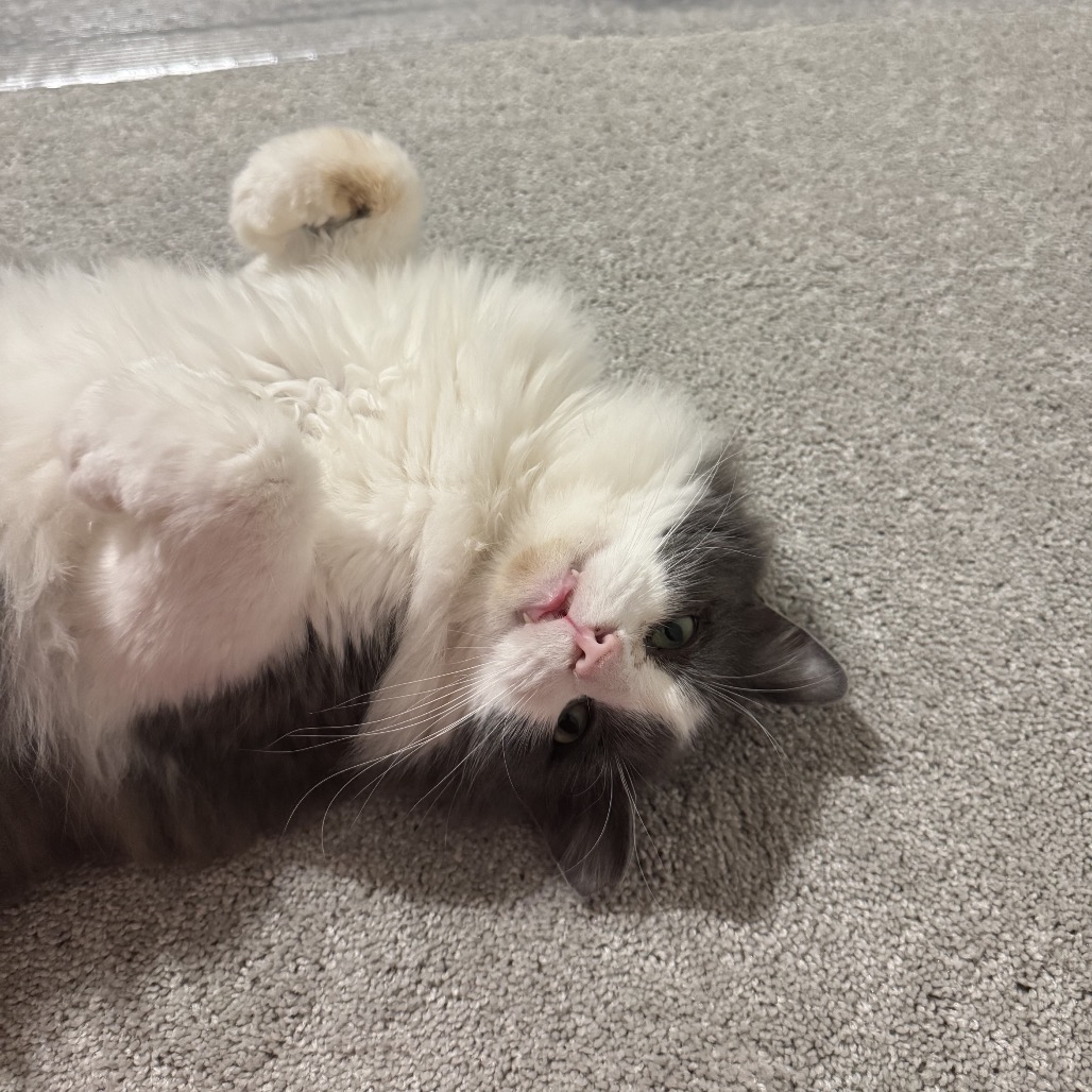 Foxy — thumbnail 3