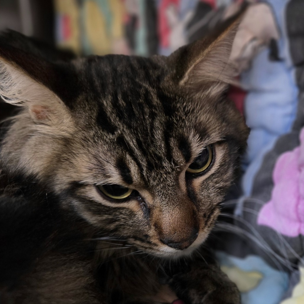 BOO - Domestic Longhair available for adoption